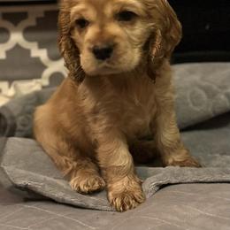 Cocker Spaniel Puppies from Fleur de Lis Cockers- Cuchna Cockers