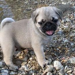 Armani - Fawn male Pug puppy in Prairieville, Louisiana from Freedom Meadow Farm