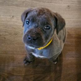 Esmeralda - Gray female Cane Corso puppy in Roachdale, Indiana from Cast Iron Kennels