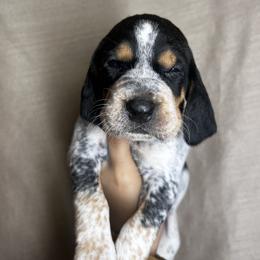 Cyprus - Blue ticked and tan male Bluetick Coonhound puppy in Wolf Creek, Oregon from Dejah Bleu Kennels