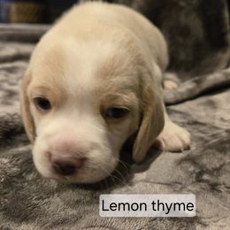 Lemon Thyme - Lemon and white male Beagle puppy in La Pine, Oregon from Happier with Dogs