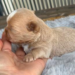 Boy 2 - Cream and white male Shih Tzu puppy in Calimesa, California from Little Mountain’s Shih Tzus