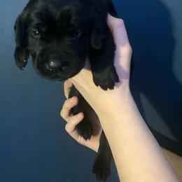 Labrador Retriever Puppies from Shadows Lovely Kennel