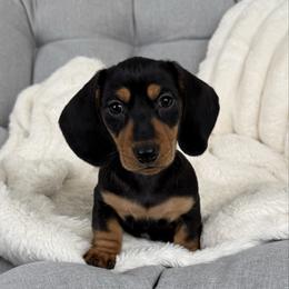 Rocky - Black and tan male Dachshund puppy in Toledo, Illinois from Mountjoy Dachshunds
