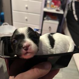 Papillon Puppies from ANTON KOTLJAROV