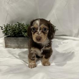 Cleo - Dapple female Dachshund puppy in Stilwell, Oklahoma from B & K Dachshunds