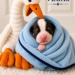 Vegas - Tri-color female Bernedoodle puppy in Sevierville, Tennessee from Candy's Bernedoodles