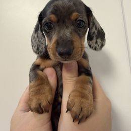 Callie AKC Registered 3300 - Dapple female Dachshund puppy in Staley, North Carolina from Waite's Dachshunds