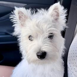 West Highland White Terrier Puppies from SunPeak West Highland White Terriers