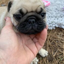 Cruz - Fawn male Pug puppy in Prairieville, Louisiana from Freedom Meadow Farm