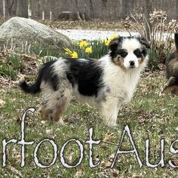 Boy 1 - Blue merle male Australian Shepherd puppy in Lowell, Indiana from Bearfoot Aussies and Tollers
