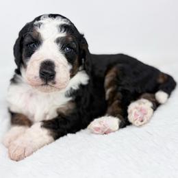 Hive - Tri-color male Bernedoodle puppy in Fleming, Colorado from Vandenbark Doodles