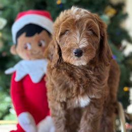 Nadine - Red  female Goldendoodle puppy in Yuciapa, California from AlltheDoodlez_