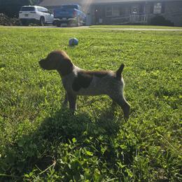 German Shorthaired Pointer Puppies from Erin McGhee