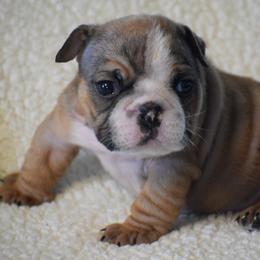Boy 2 - Fawn and white male Bulldog puppy in Bradleyville, Missouri from HurstBulldogs