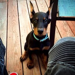 Doberman Pinscher Puppies from KC Defense Dobermans Kennel