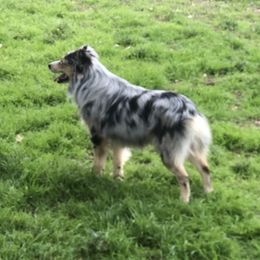 Shooter - Miniature Australian Shepherd