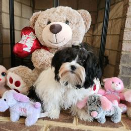 Lily - Black and white female Shihpoo puppy in North Dinwiddie, Virginia from Pups Furever
