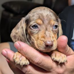 Arlo - Dapple male Dachshund puppy in Waddell, Arizona from The Bearded Companions