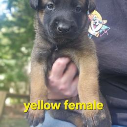 Yellow collar - Fawn female Belgian Malinois puppy in Bolton, Connecticut from du Val du Bois Malinois