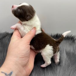 Fate - Chocolate parti female Pomeranian puppy in Bogata, Texas from Kerrie’s Pomeranian