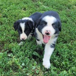 Border Collies and Pembroke Welsh Corgis from Kickin It Acres BCs