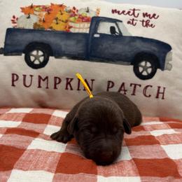 Yellow - Chocolate female Labrador Retriever puppy in Heath Springs, South Carolina from Rich Hill Retrievers
