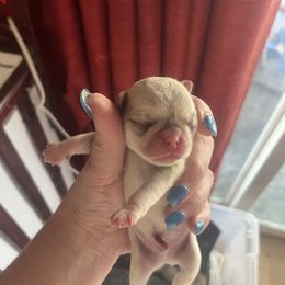 Green - White male Pug puppy in Tacoma, Washington from Glamour pugs