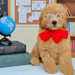 Millie's Red Boy - Apricot male Goldendoodle puppy in Kountze, Texas from Texas Doodles LLC