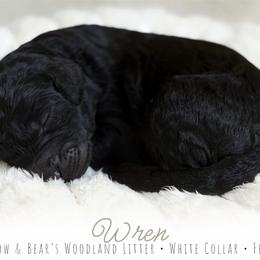 White Girl - Black female Goldendoodle puppy in Carthage, Tennessee from Willows Doodles
