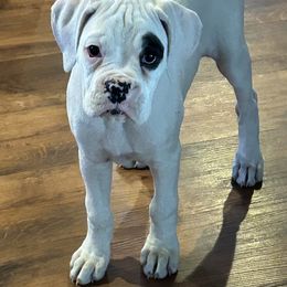 Luna - White female Boxer puppy in Bonesteel, South Dakota from KP Boxers