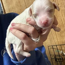 Tundra - White male Cavapoo puppy in Greensburg, Kentucky from Doodle Me Crazy