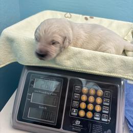 Golden Retriever Puppies from Roberts Golden Retrievers