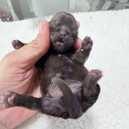 Girl 2 - Chocolate female Shih Tzu puppy in Ocala, Florida from Mimi's Shih-tzus of Ocala