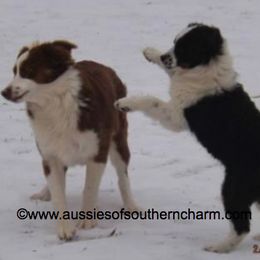 Miniature American Shepherd Everyday Life from Blessed With The Grace of Southern Charm Aussies