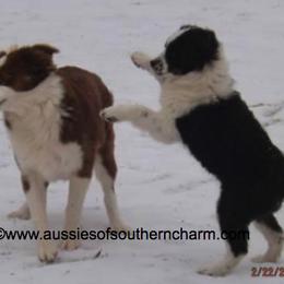 Miniature American Shepherd Everyday Life from Blessed With The Grace of Southern Charm Aussies