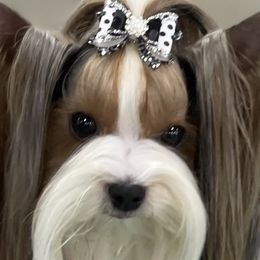 Kleo - Biewer Terrier