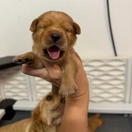 Jinx  Black Collar - Yellow male Labrador Retriever puppy in Elloree, South Carolina from Moonlight Kennels LLC