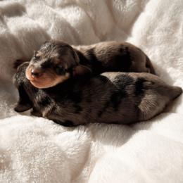 Gwen - Dapple female Dachshund puppy in San Diego, California from Enchantables