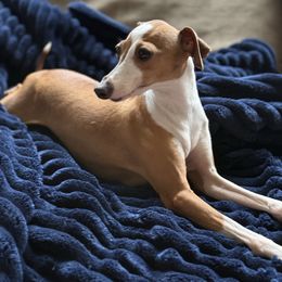 Piper - Italian Greyhound