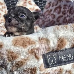 Lola - Chocolate brindled fawn female Chihuahua puppy in Amity, Pennsylvania from Baxters Chihuahuas