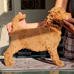 Poodle and Shih Tzu Puppies from Paws Of Beauty