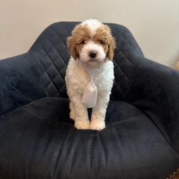 England - Parti male Poodle puppy in New Britain, Connecticut from Poodles of New England