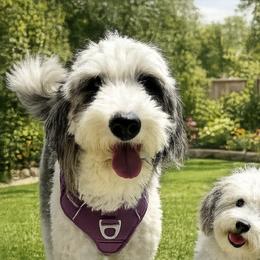 Winter - Sheepadoodle