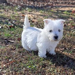 West Highland White Terrier Puppies from Westies of Morrison