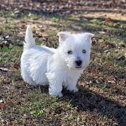 West Highland White Terrier Puppies from Westies of Morrison