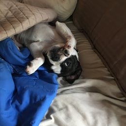 Boston Terrier Puppies from High Plains Bullies