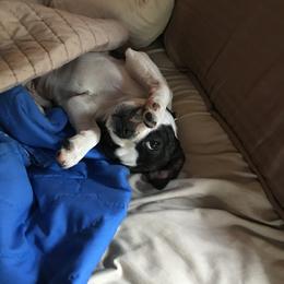 Boston Terrier Puppies from High Plains Bullies