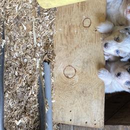 Australian Shepherd Puppies from Soggy Bottom Farms