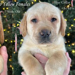 Cpt. Marvel - Yellow Collar, Yellow Female - 3,500 - Yellow female Labrador Retriever puppy in Eaton Rapids, Michigan from Higher Ground Labradors